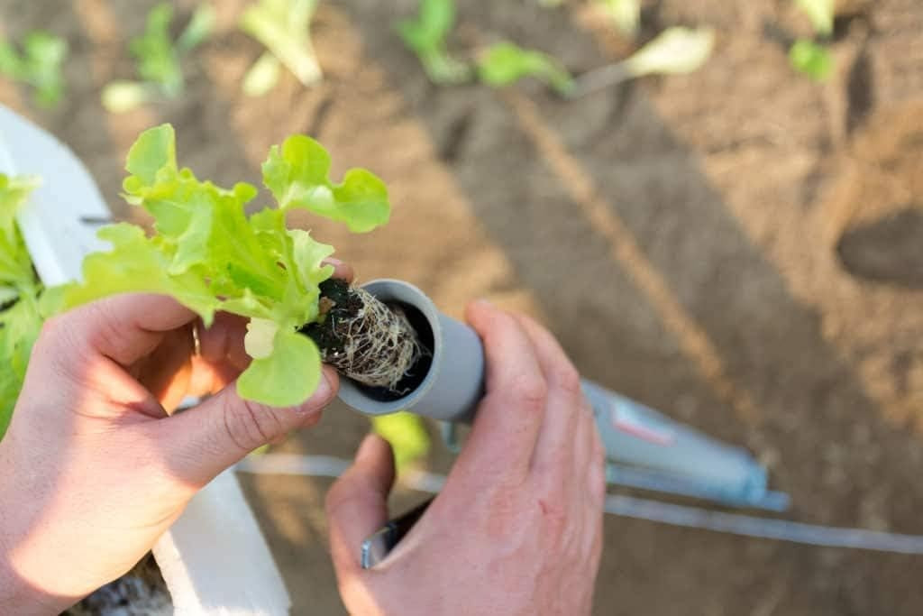 MultiPlanter Bulb Planter Small