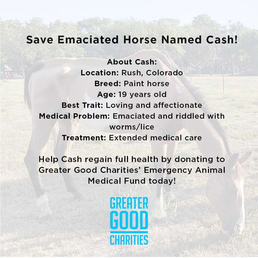 Funded - Save Emaciated Horse Named Cash、mySite、camillekostekn