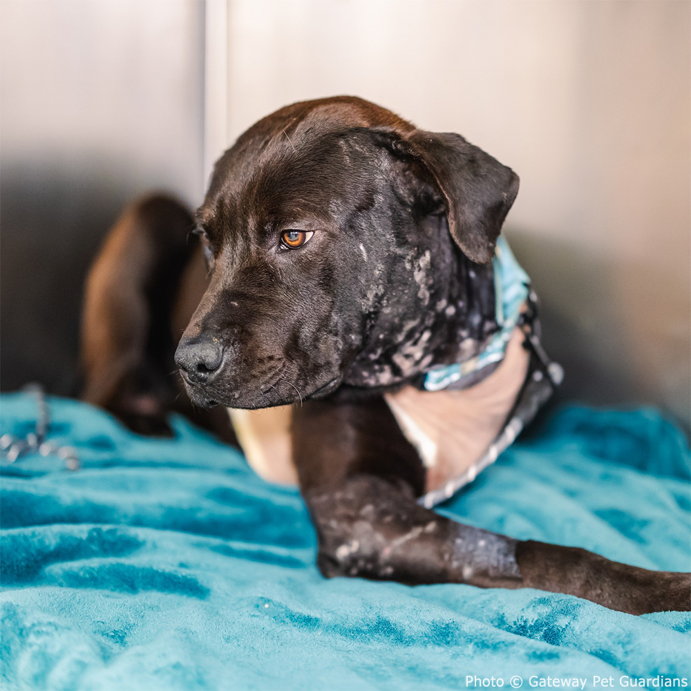 Funded: Help Three-Legged Morpheus Thrive、mySite、camillekostekn