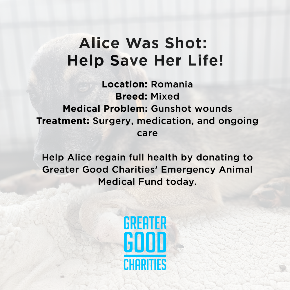 Funded: Alice Was Shot: Help Save Her Life、mySite、camillekostekn