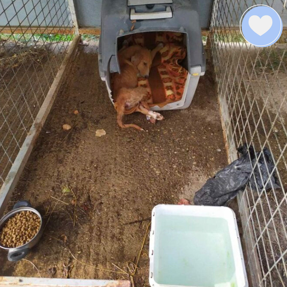 Funded: Athena Needs Us To Survive、mySite、camillekostekn