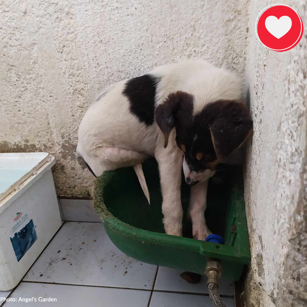 Funded: Maya Is Giving Up Hope And Needs Your Help、mySite、camillekostekn