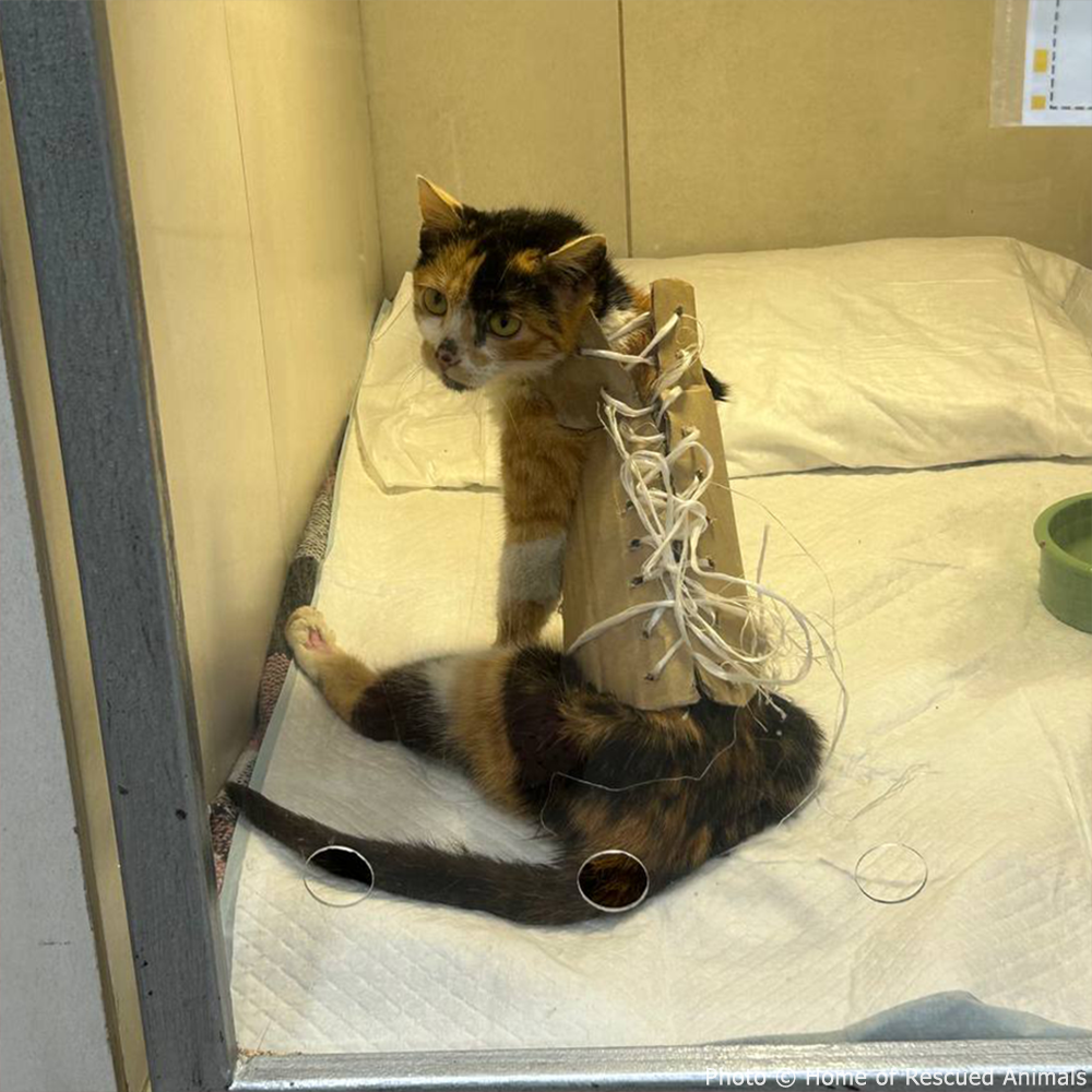 Funded: Luna Needs Support to Get Back on Her Feet、mySite、camillekostekn