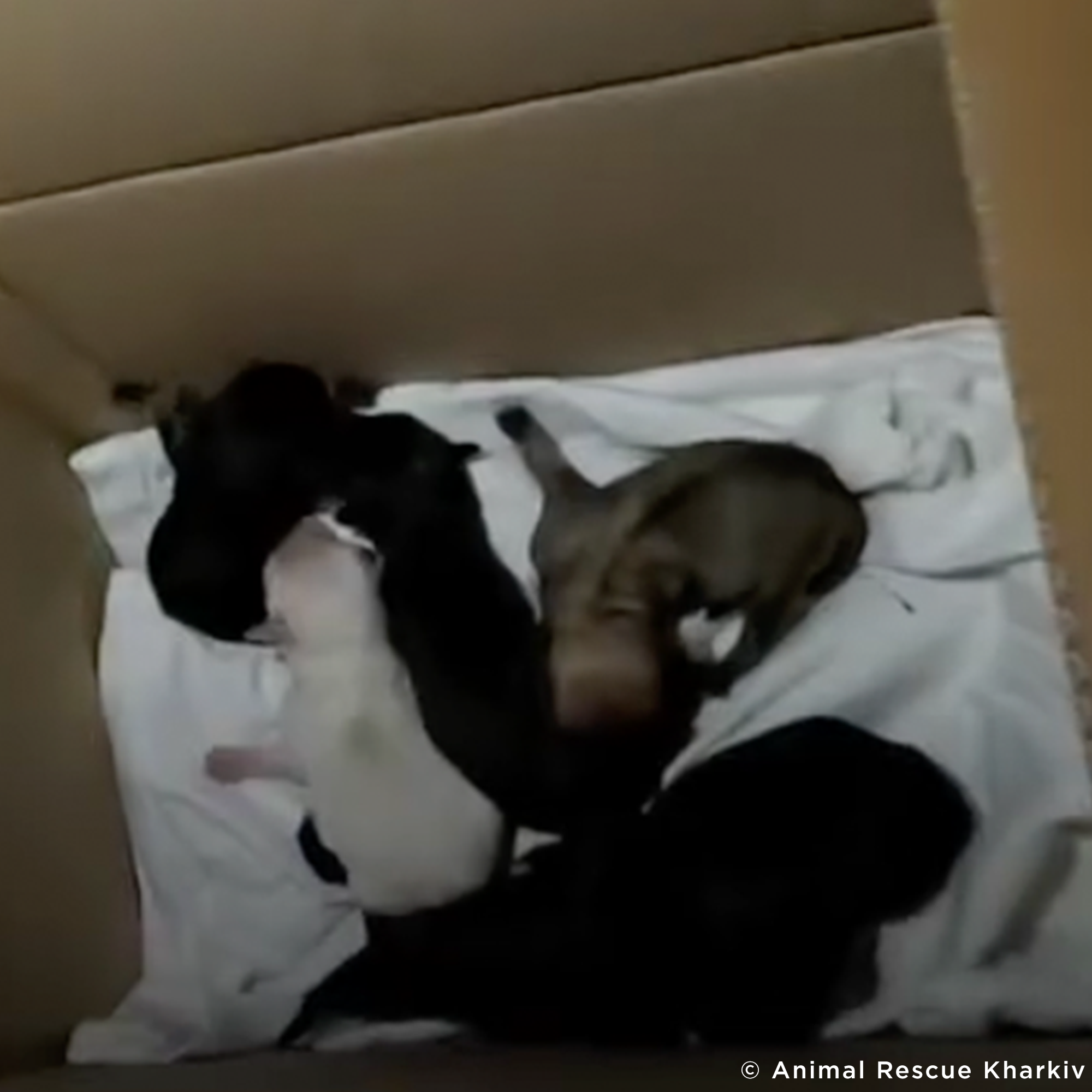 Funded: Help Lasunka Heal After Rescue From War Zone、mySite、camillekostekn