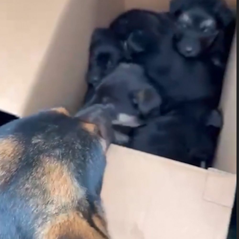 Funded: Help Lesya and Her Puppies Recover from Malnutrition After Being Rescued from Frontlines、mySite、camillekostekn