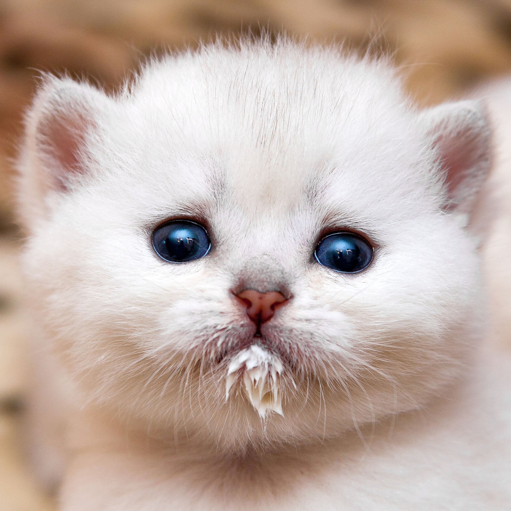 Help Save Newborn Kittens、mySite、camillekostekn