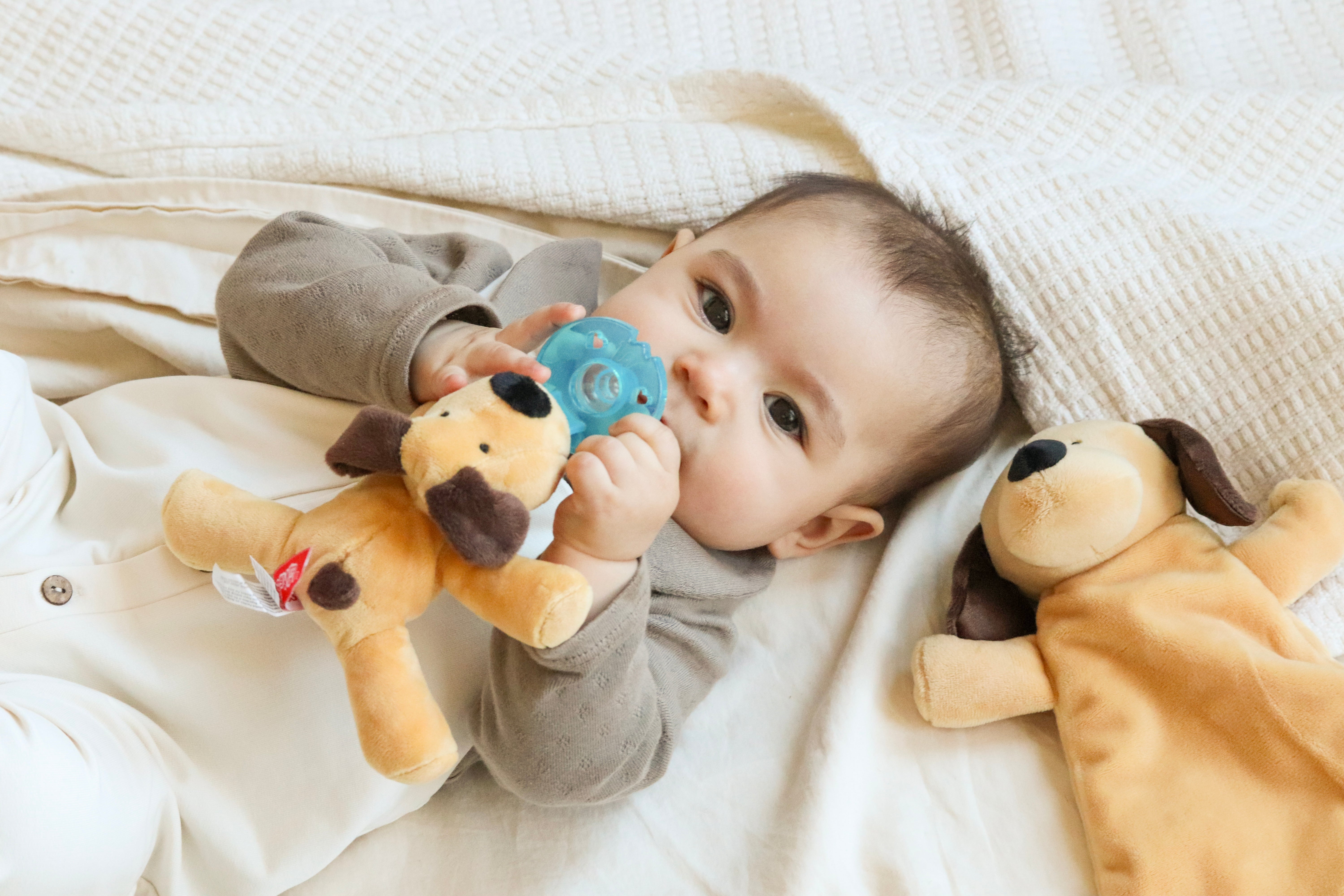 WubbaNub® - Detachable Brown Dog、mySite、g9winljtr