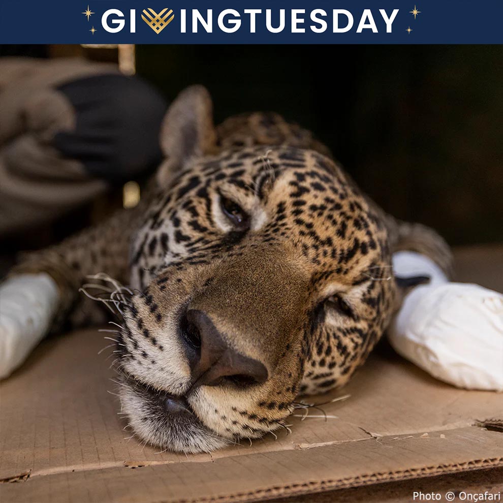 GivingTuesday: Help Jaguars Burned During Wildfires、mySite、camillekostekn