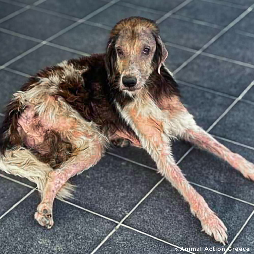 Funded: Heartworm-Positive Dog Found Starving At Dump Needs Us To Survive、mySite、camillekostekn