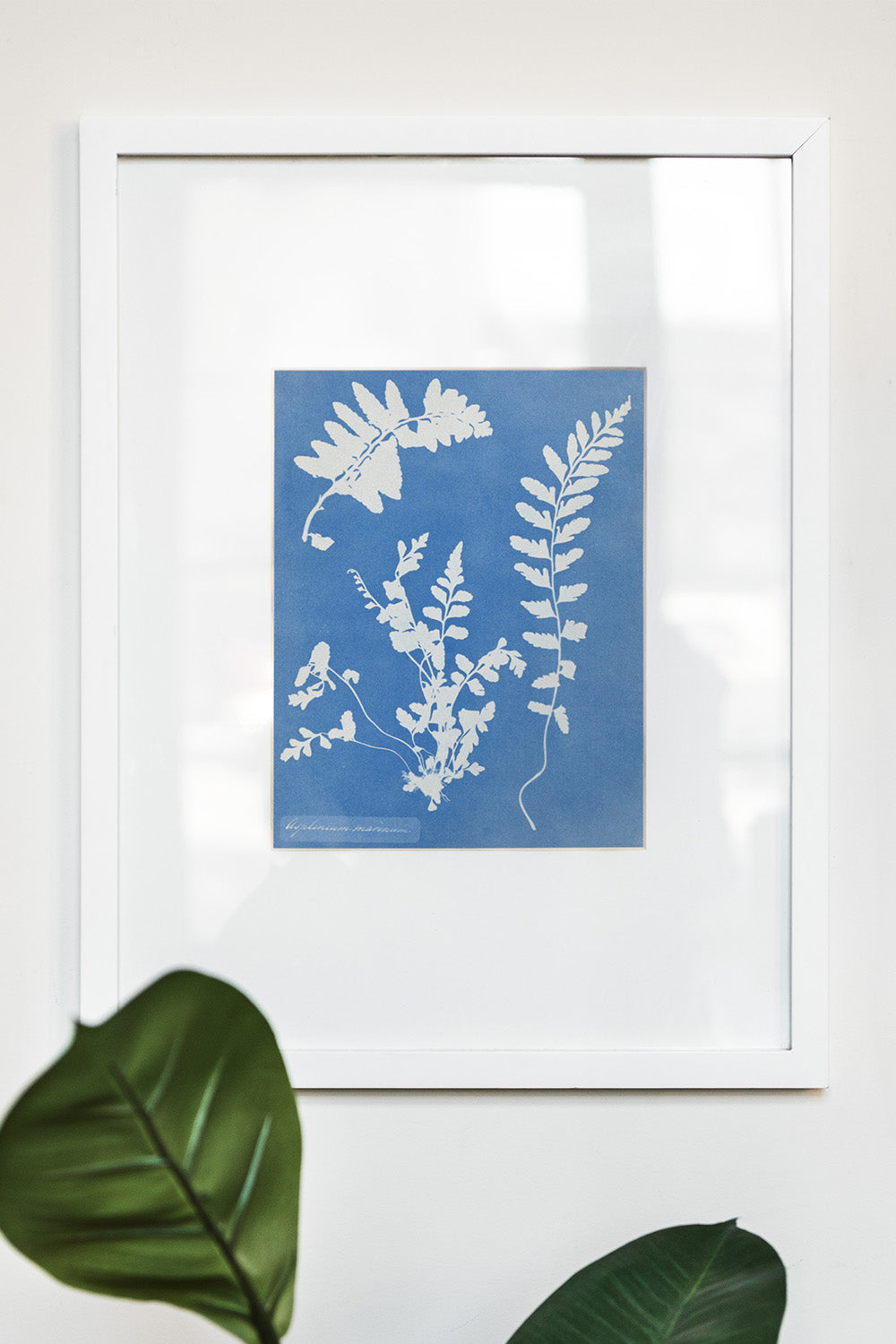 Cyanotype Plant Art Print、mySite、gigharbornorthrealestate