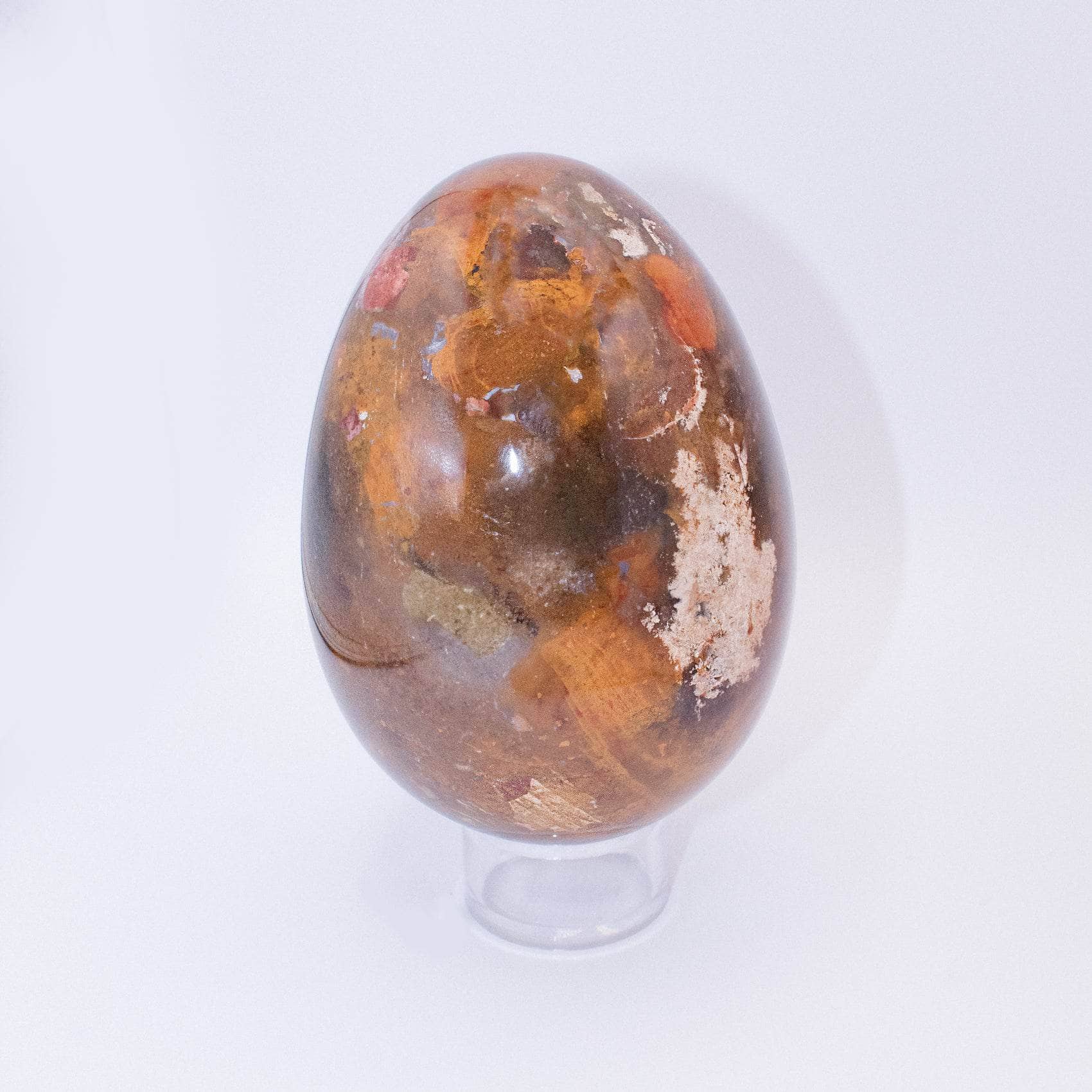 Petrified Wood Egg - AAA Premium Quality、mySite、hinf8tx79