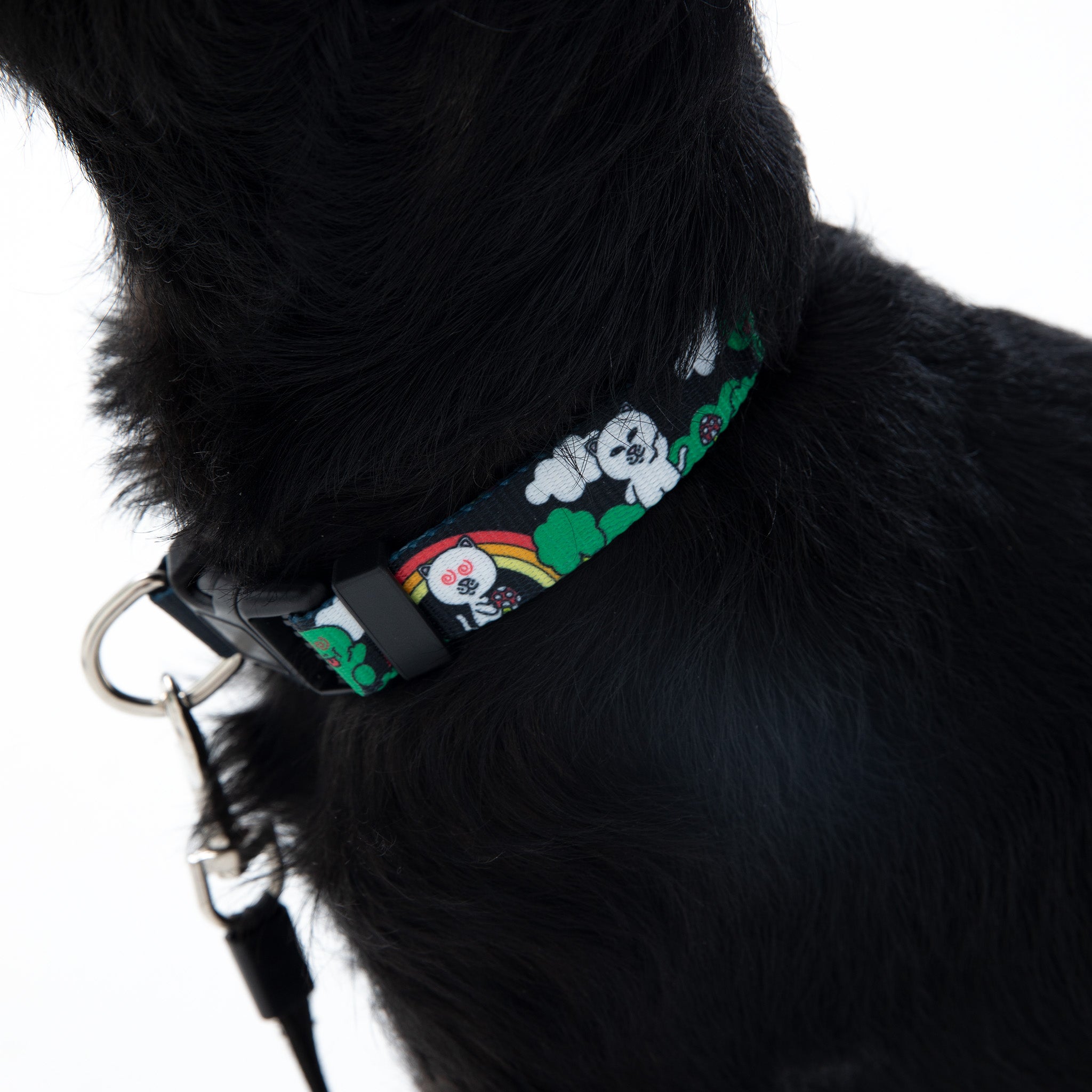  Buddy System Web Belt Pet Collar (Black)、mySite、merchandisen