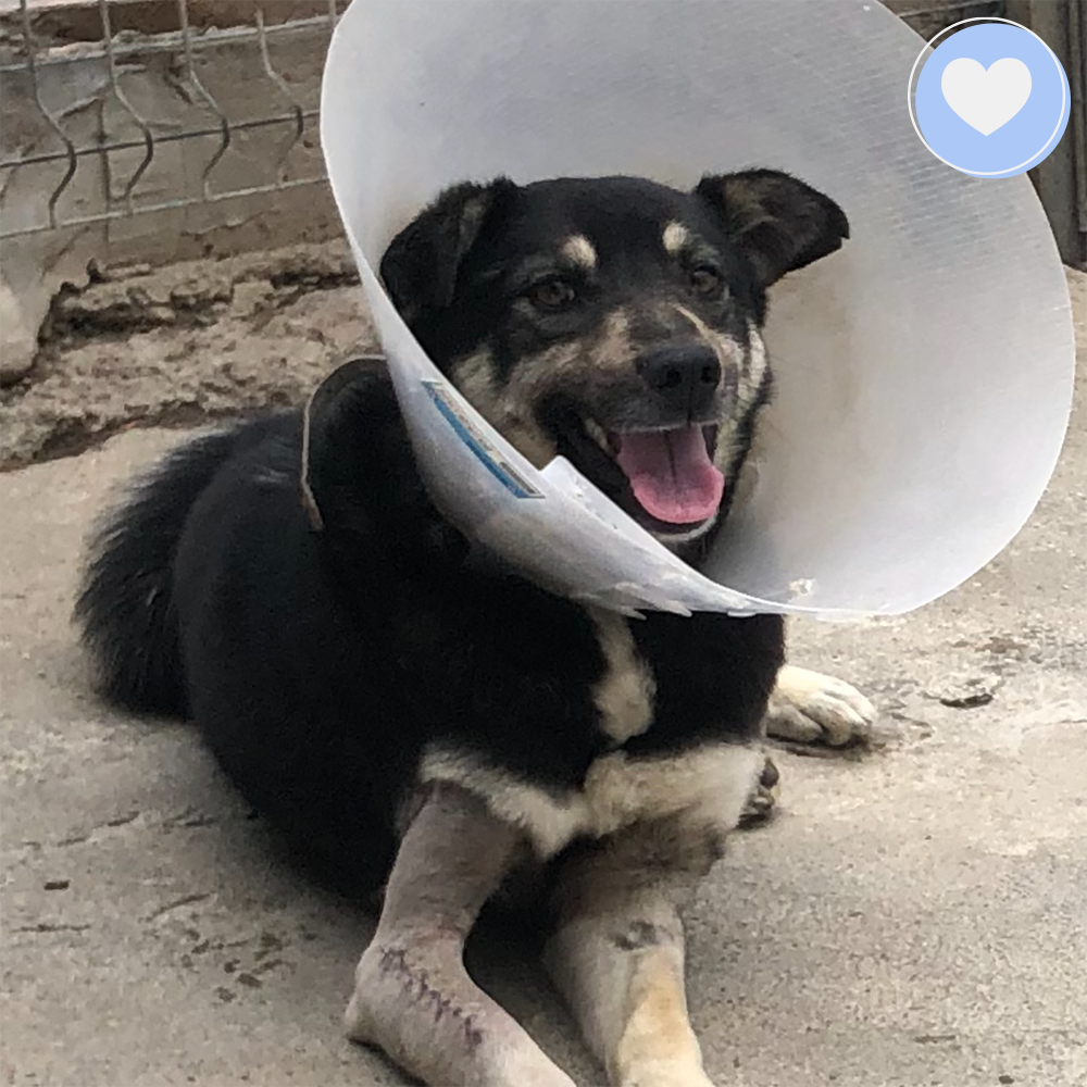 Funded - Help Playful Brisko Heal After Hit & Run、mySite、camillekostekn