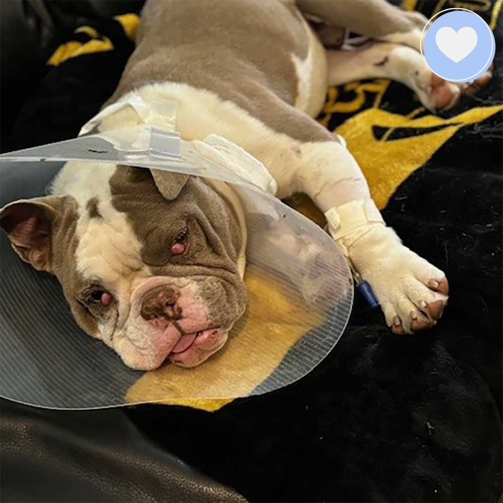 Funded: Help Heal Tonka’s Eyes So He Can See a Brighter Future、mySite、camillekostekn