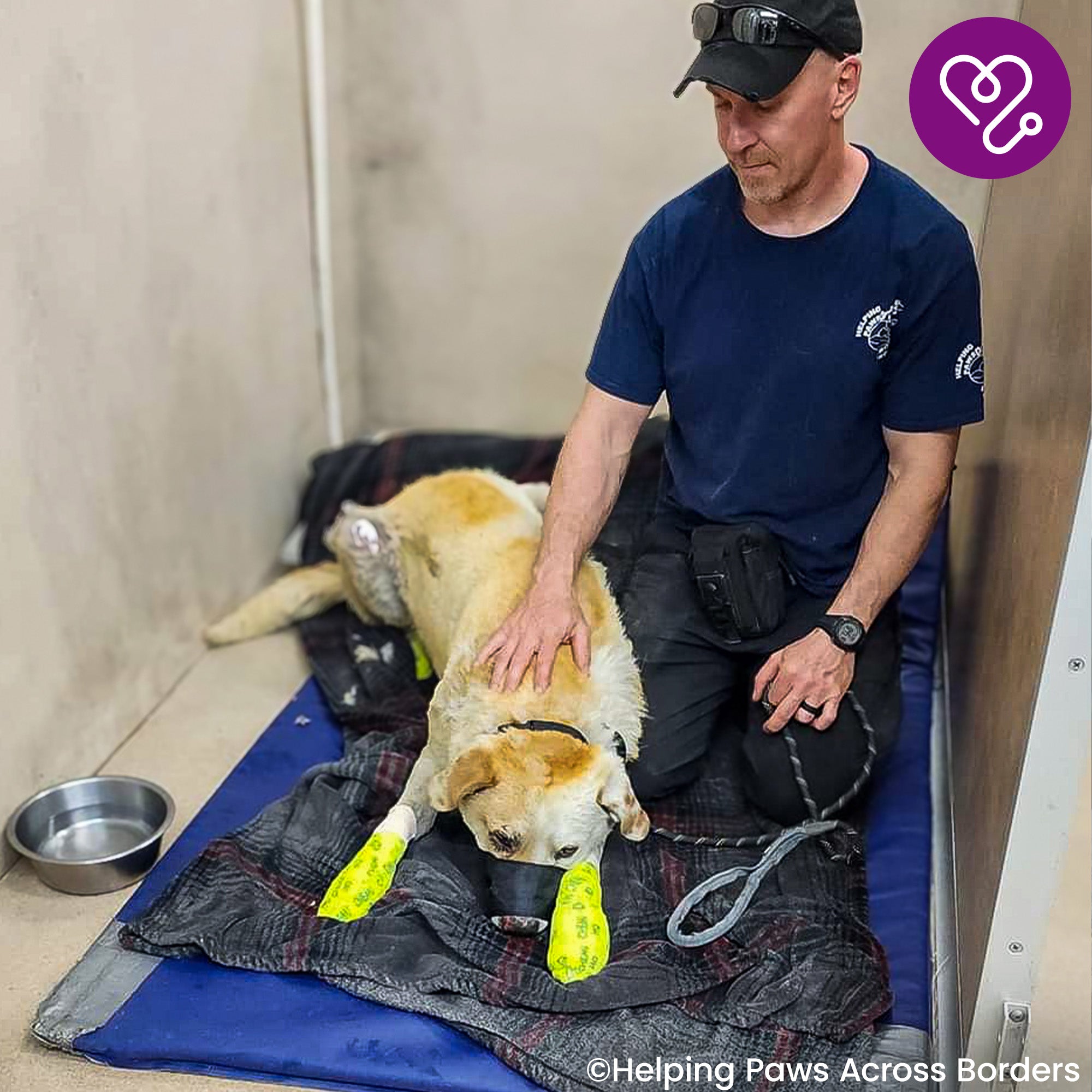 Funded: Support Bear as He Recovers From Severe Burns、mySite、camillekostekn