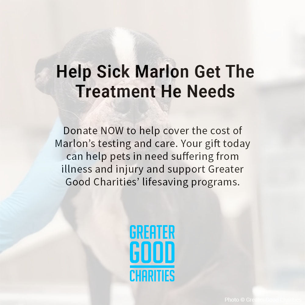 Funded: Help Sick Marlon Get the Treatment He Needs、mySite、camillekostekn