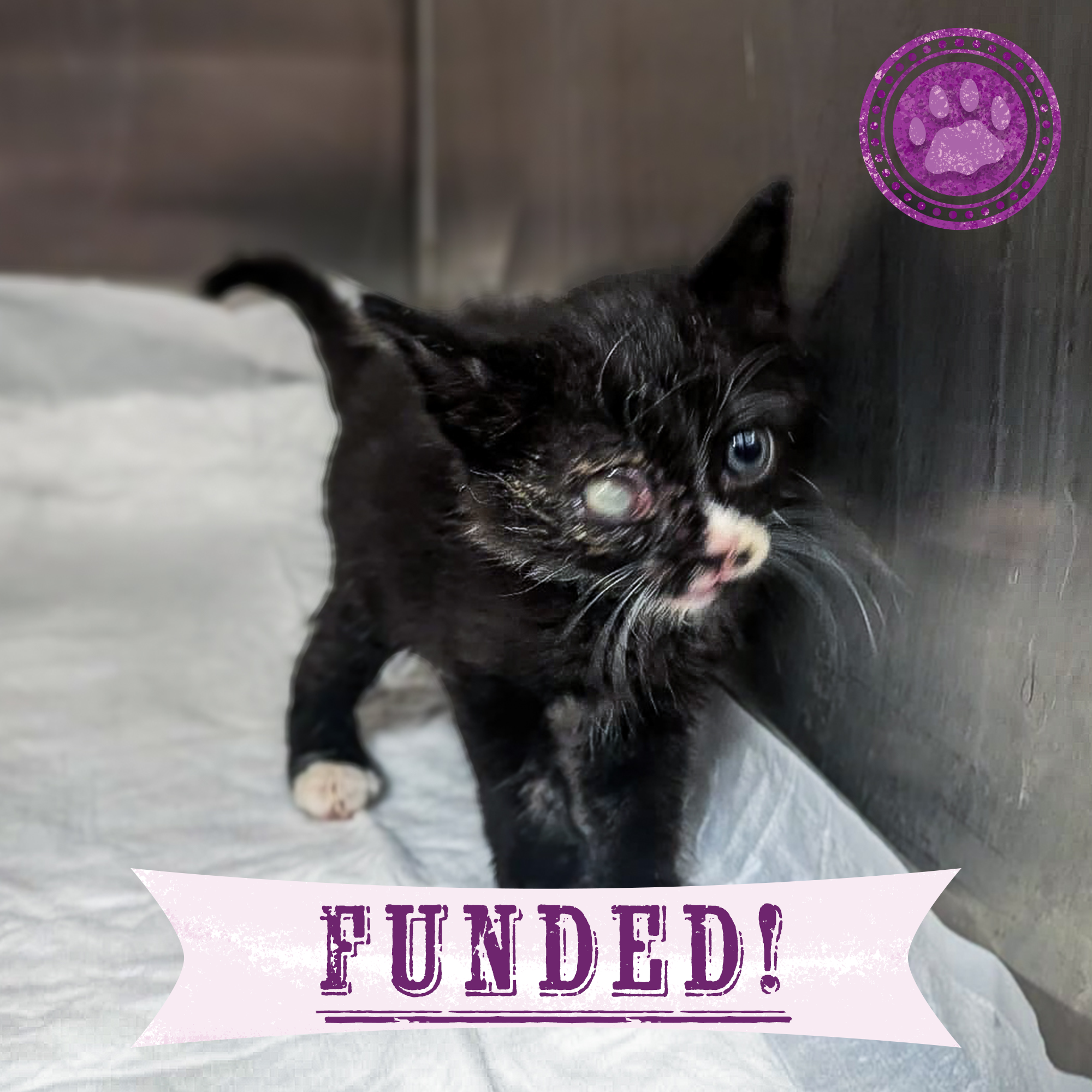 Funded: Save Socks' Sight After Severe Infection、mySite、camillekostekn