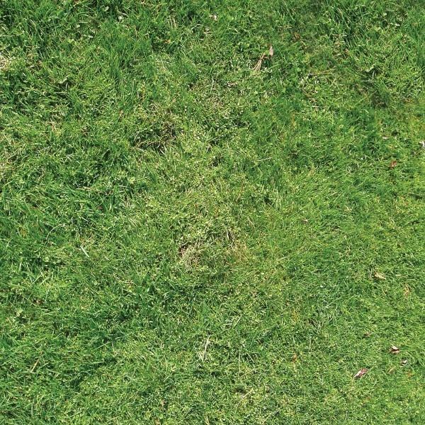  Scrapbook Paper - Grass、mySite、ghnorth