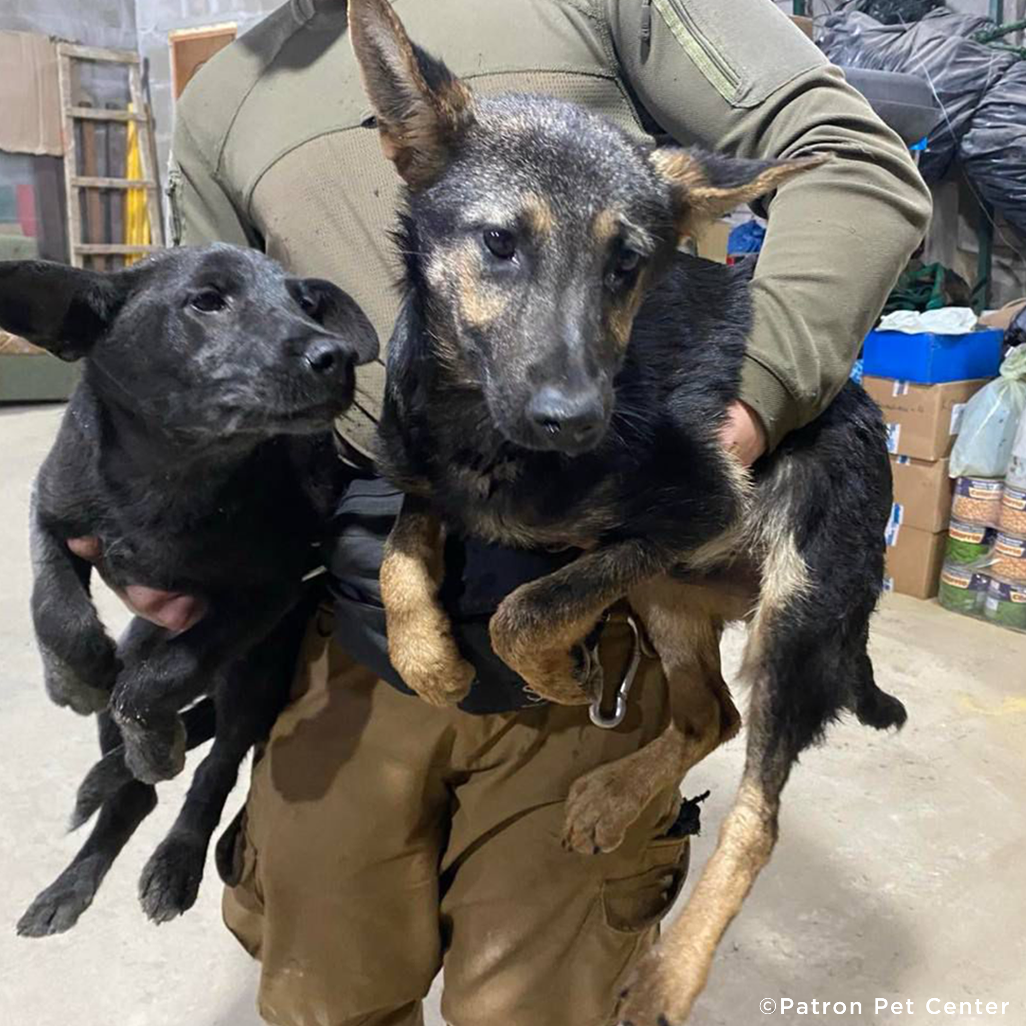 Traumatized Pets Abandoned in Ukraine Need a Safe Haven、mySite、camillekostekn