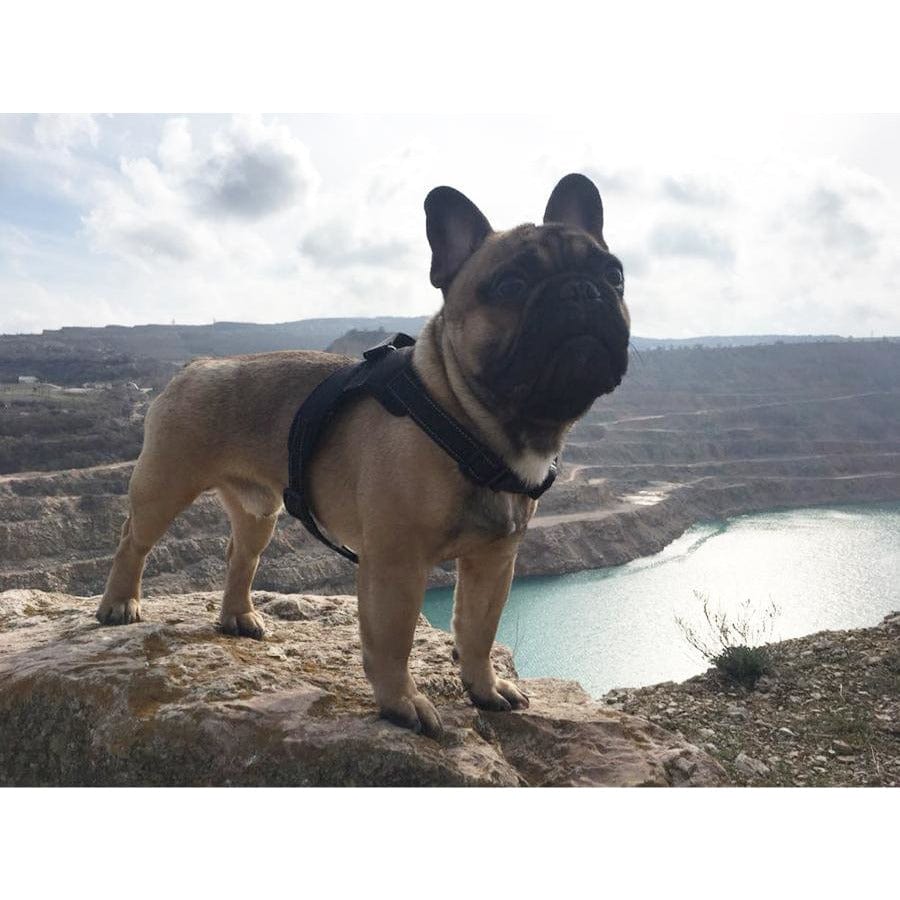 Red Heavy Duty Dog Harness *、mySite、g9winljtr