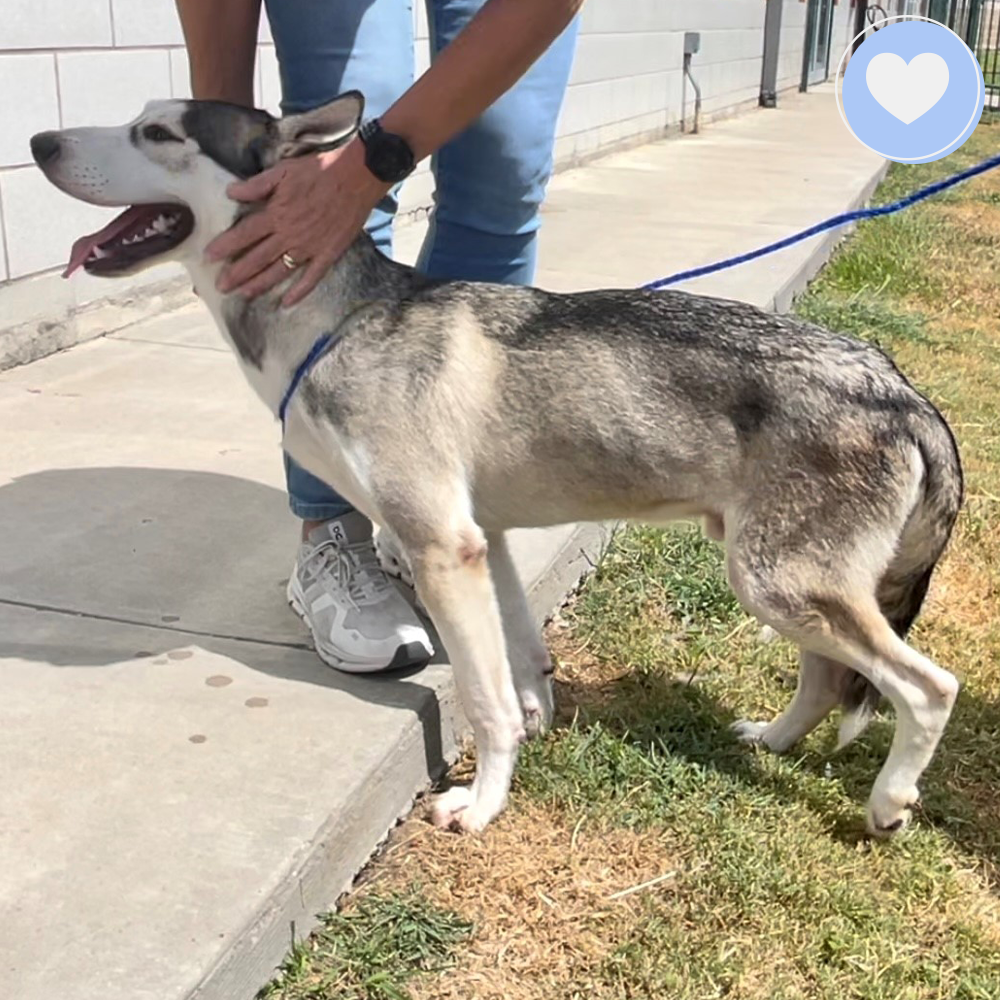 Funded-Help Heal Panchito’s Injured Hip、mySite、camillekostekn