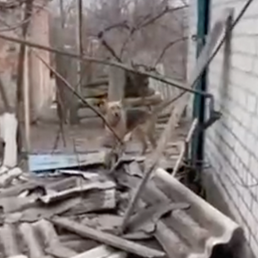 Help Elliot, Traumatized From War Zone, Heal、mySite、camillekostekn