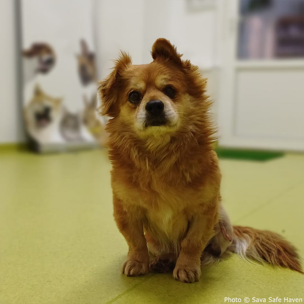 Funded: Misu Needs Your Support After Losing Leg to Infection、mySite、camillekostekn