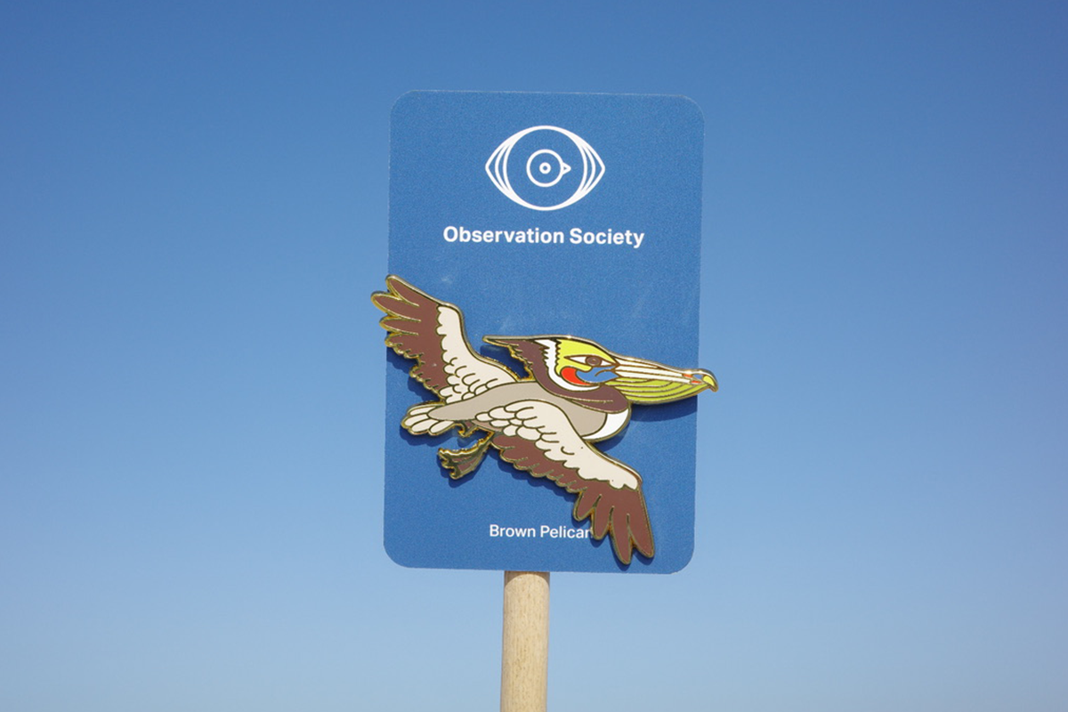 Observation-Brown Pelican-Pin、mySite、garagedoors4me