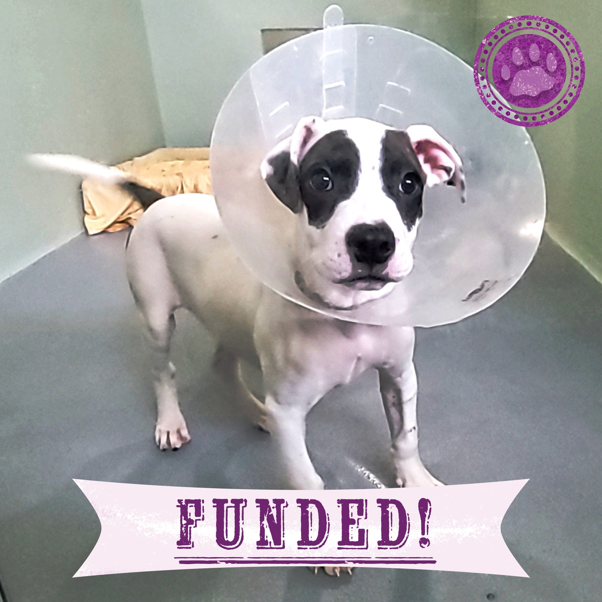 Funded: Help Litter of Puppies Recover From Life-Threatening Parvo、mySite、camillekostekn