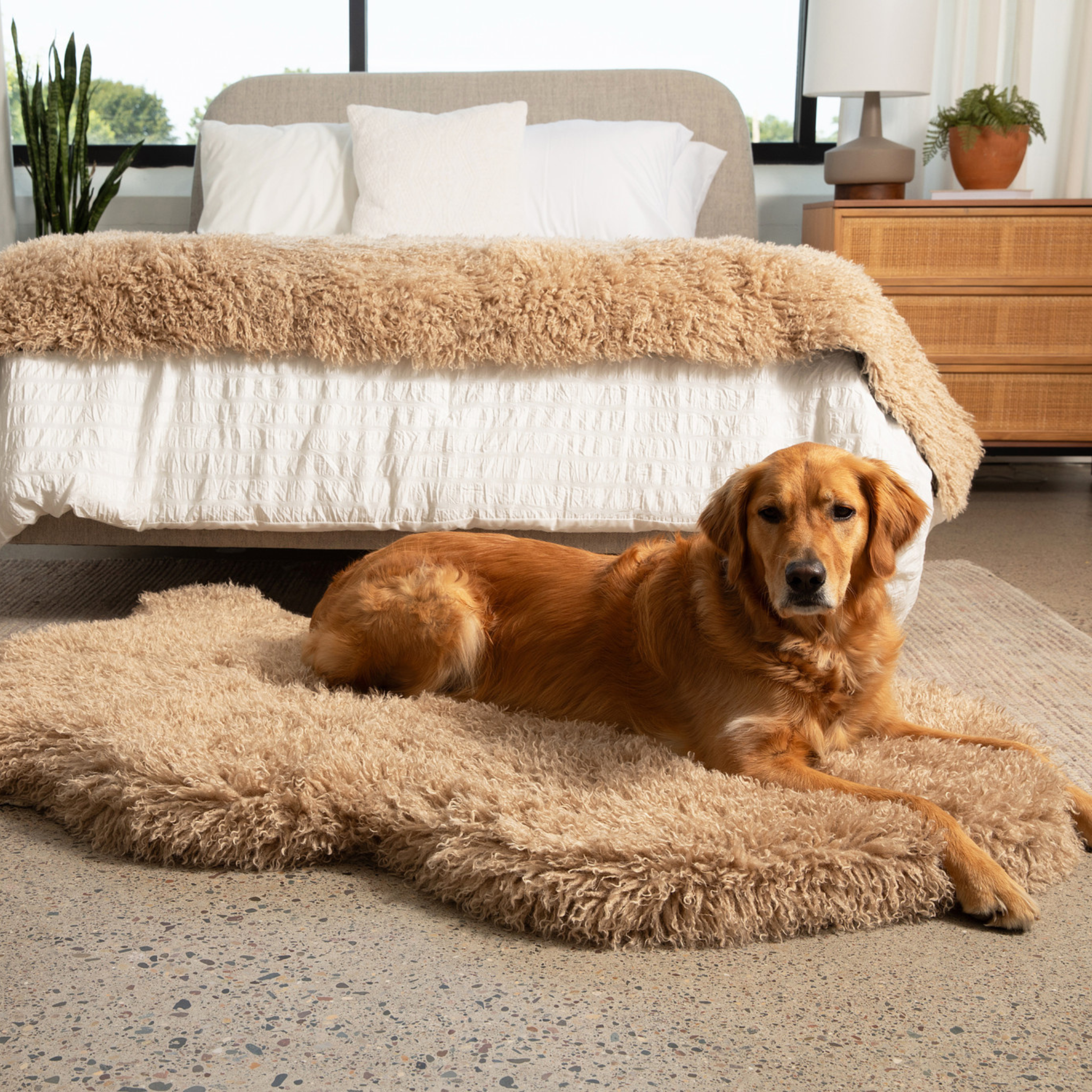 PupRug™ Luxe Orthopedic Bed + Matching Bed Runner Bundle - Plush Sheep Tan、mySite、solidvoid