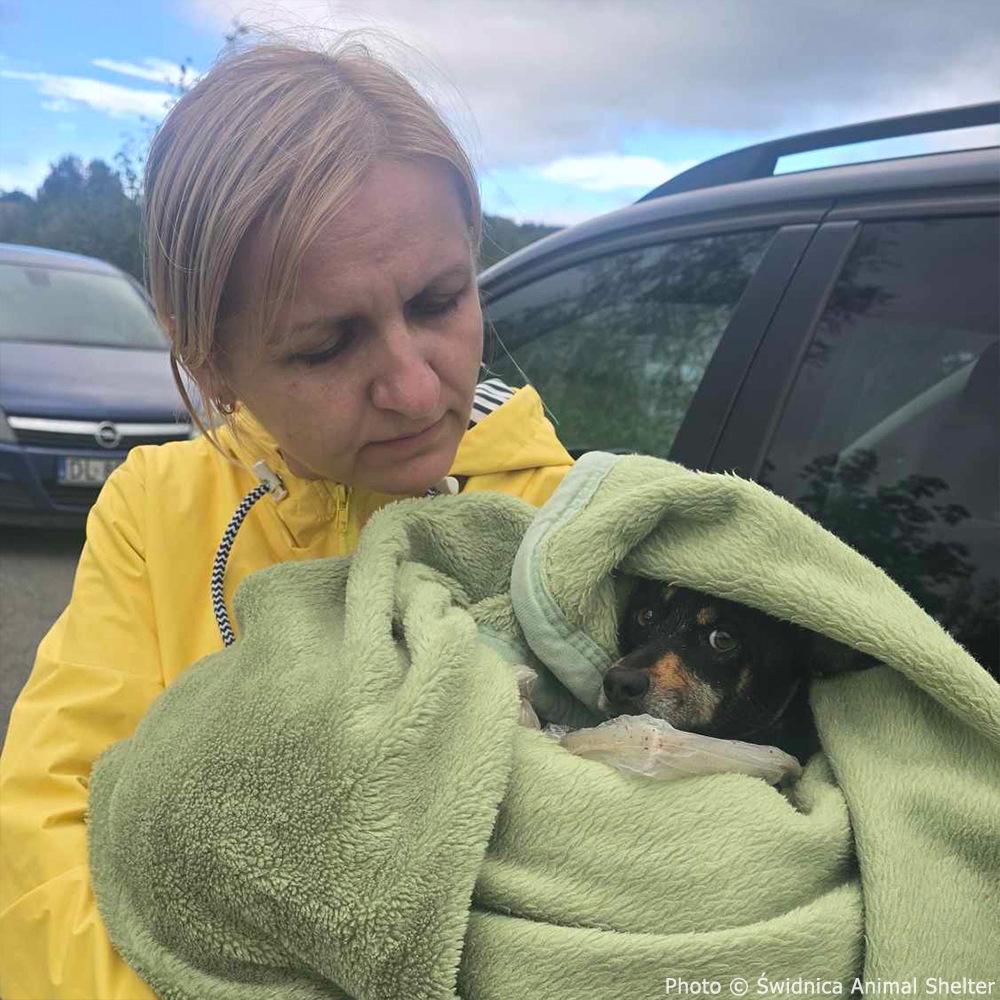 Help People and Pet Victims of Devastating Floods、mySite、camillekostekn