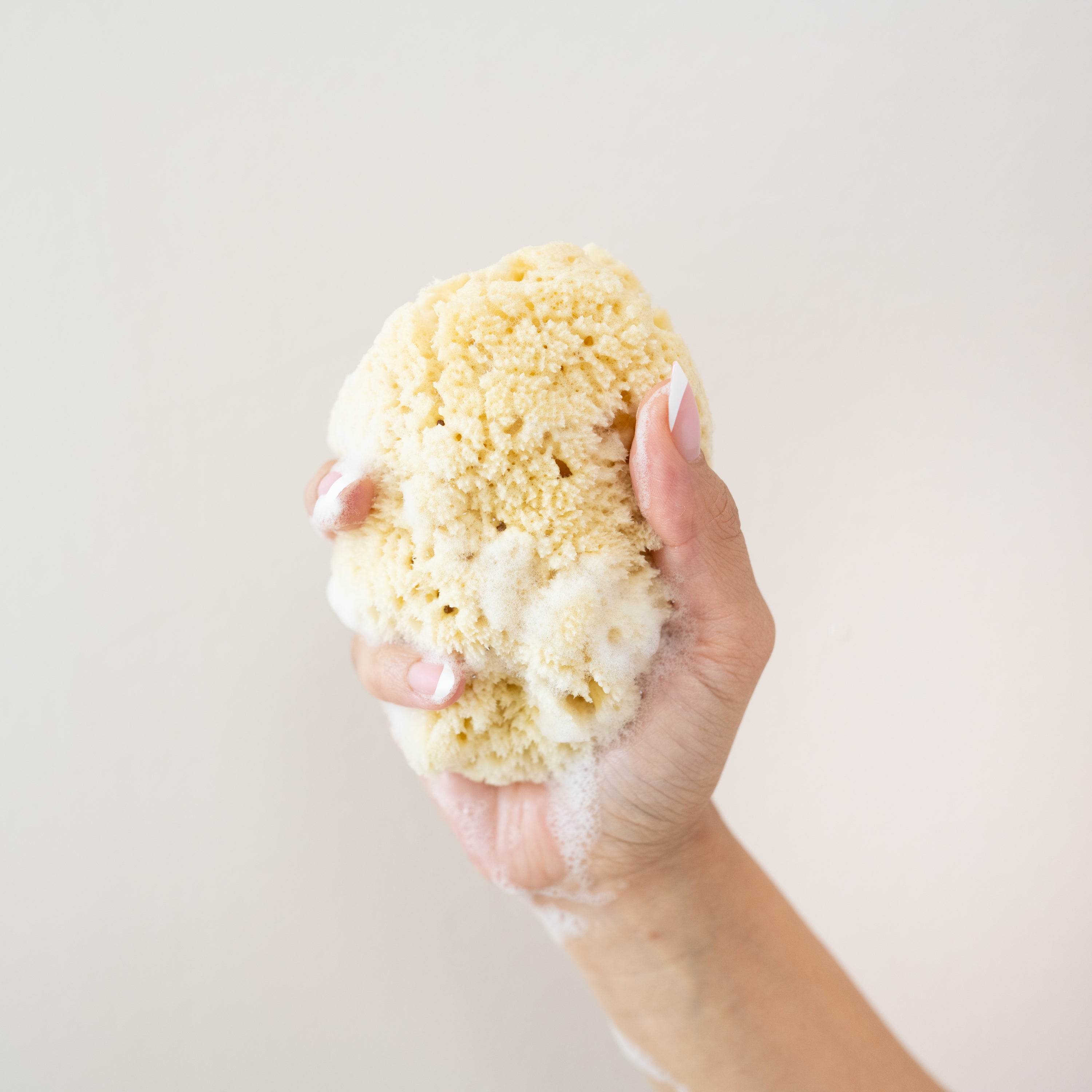  Sea Sponge、mySite、layawaytickets