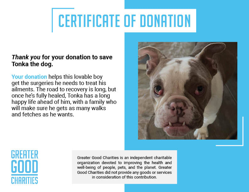 Funded: Help Heal Tonka’s Eyes So He Can See a Brighter Future、mySite、camillekostekn