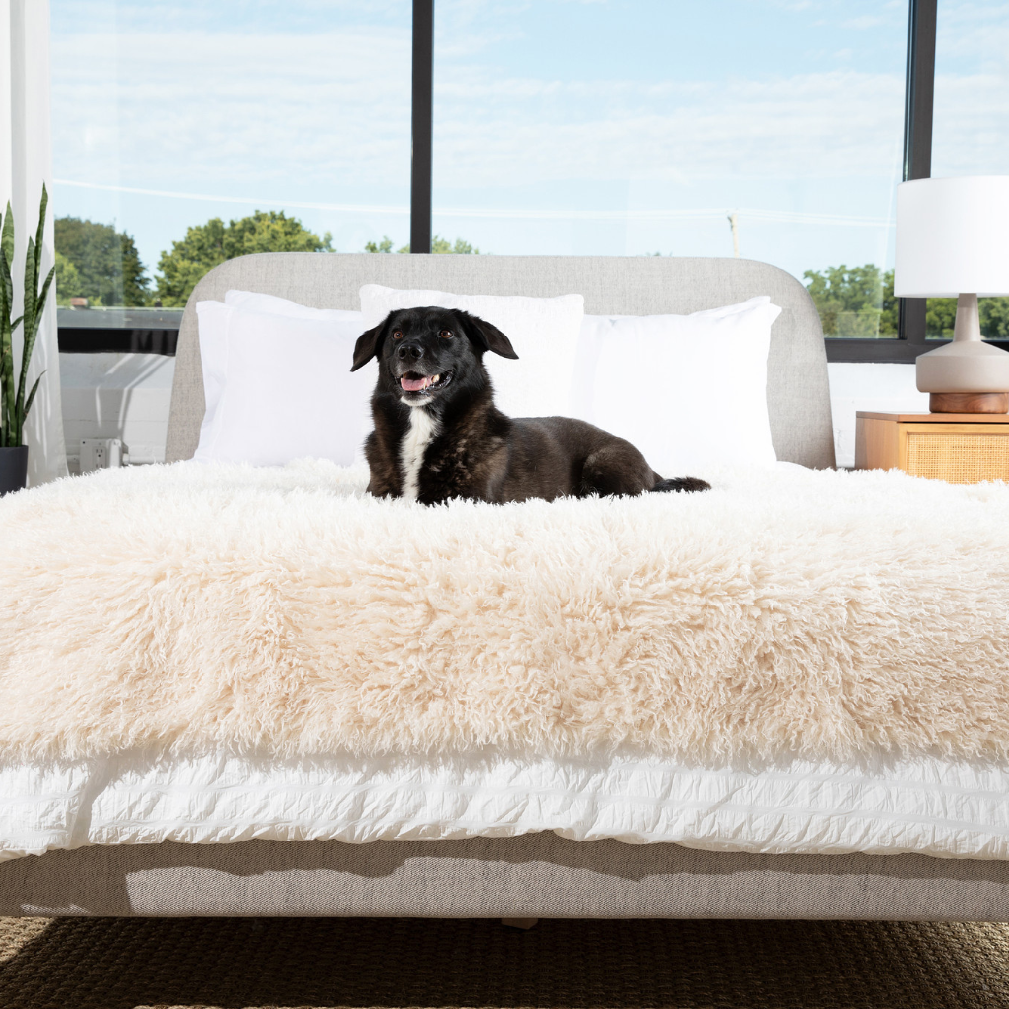 PupProtector™ Luxe Waterproof Faux Fur Blanket - Plush Sheep Ivory、mySite、solidvoid