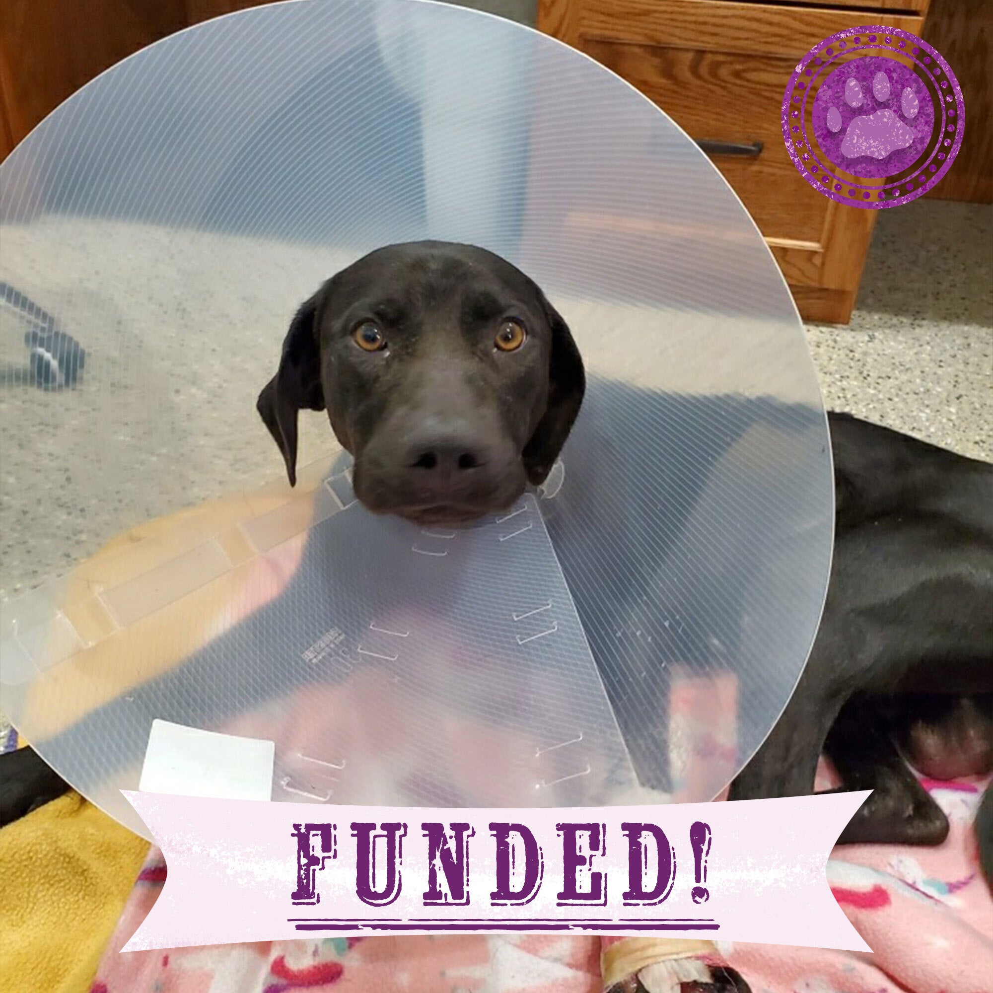 Funded - Help Leo Heal From a Life of Neglect、mySite、camillekostekn