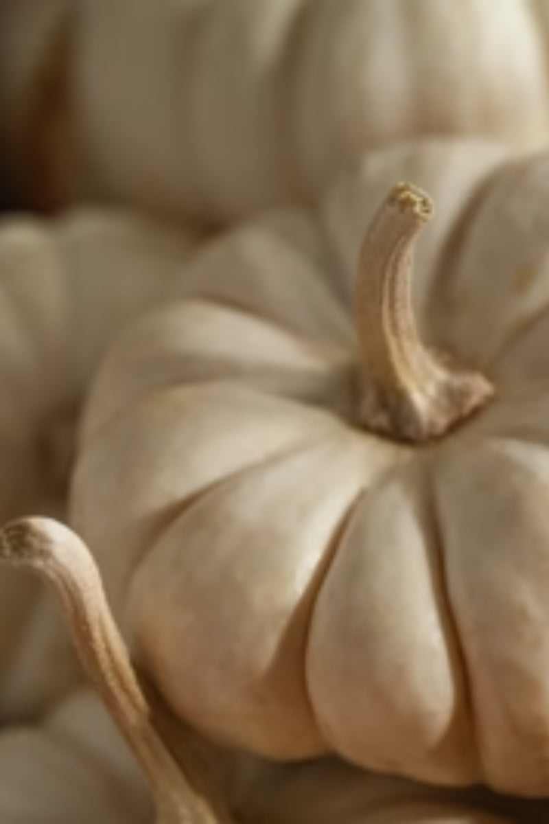 Pura Car Fragrance Refill - White Pumpkin、mySite、hinf8tx79