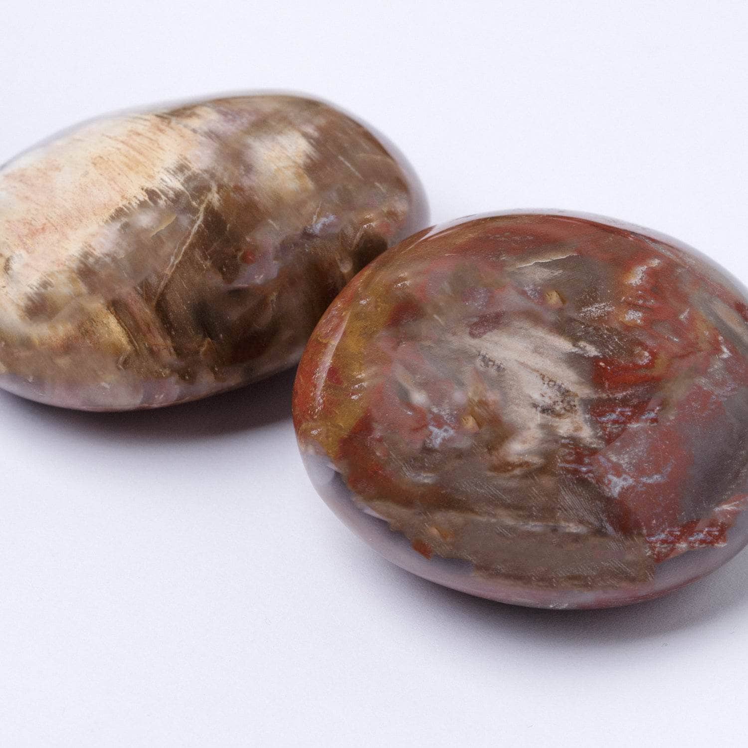 Petrified Wood Palm Stones - AAA Premium Quality、mySite、hinf8tx79
