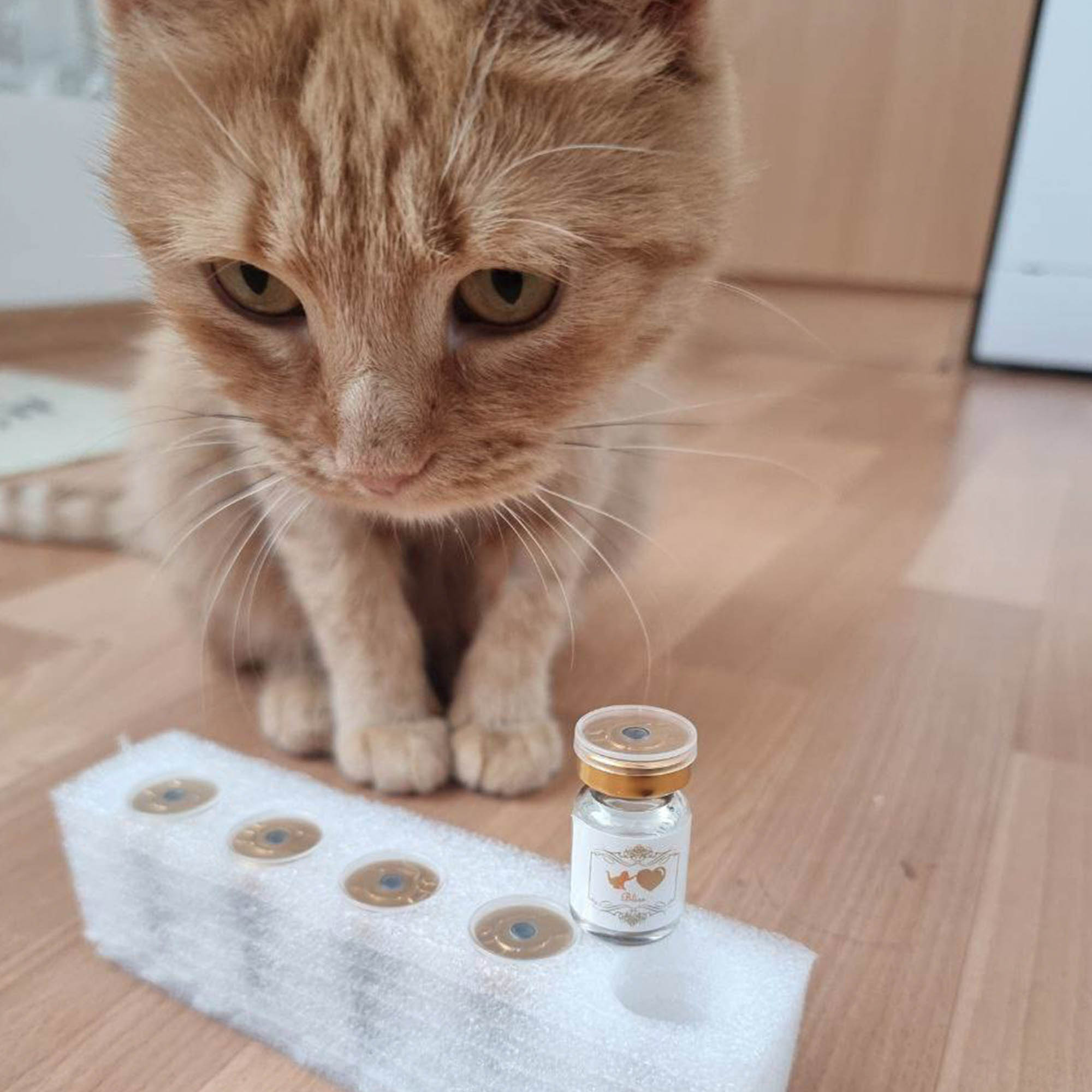 Funded: Busya the Beautiful Cat Warrior is in the Fight of Her Life、mySite、camillekostekn