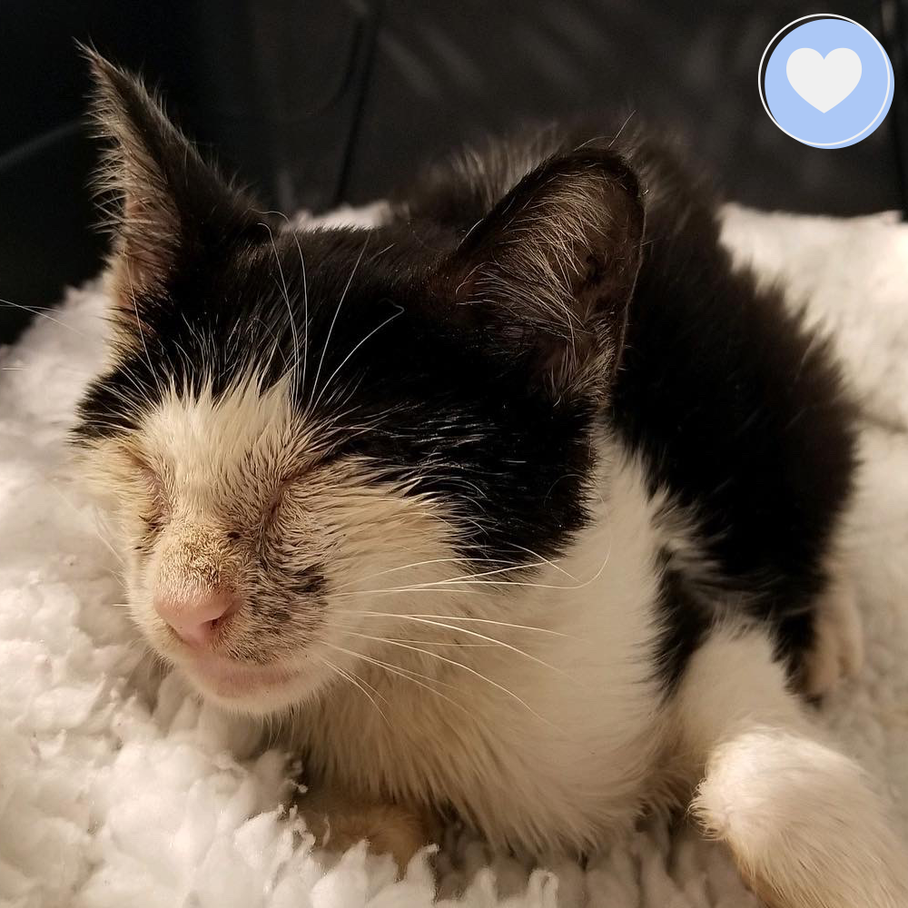 Funded - Support Domino After Traumatic Injury、mySite、camillekostekn