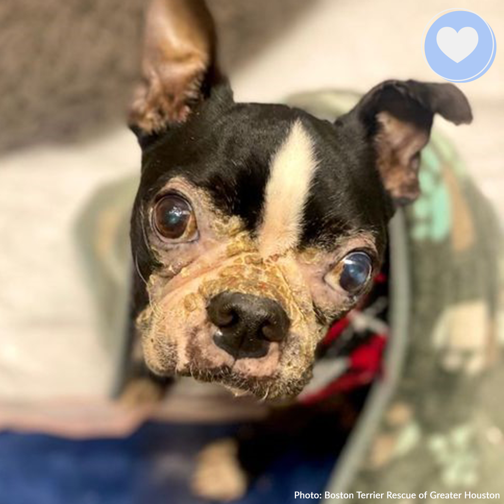 Funded: Help Sick Marlon Get the Treatment He Needs、mySite、camillekostekn