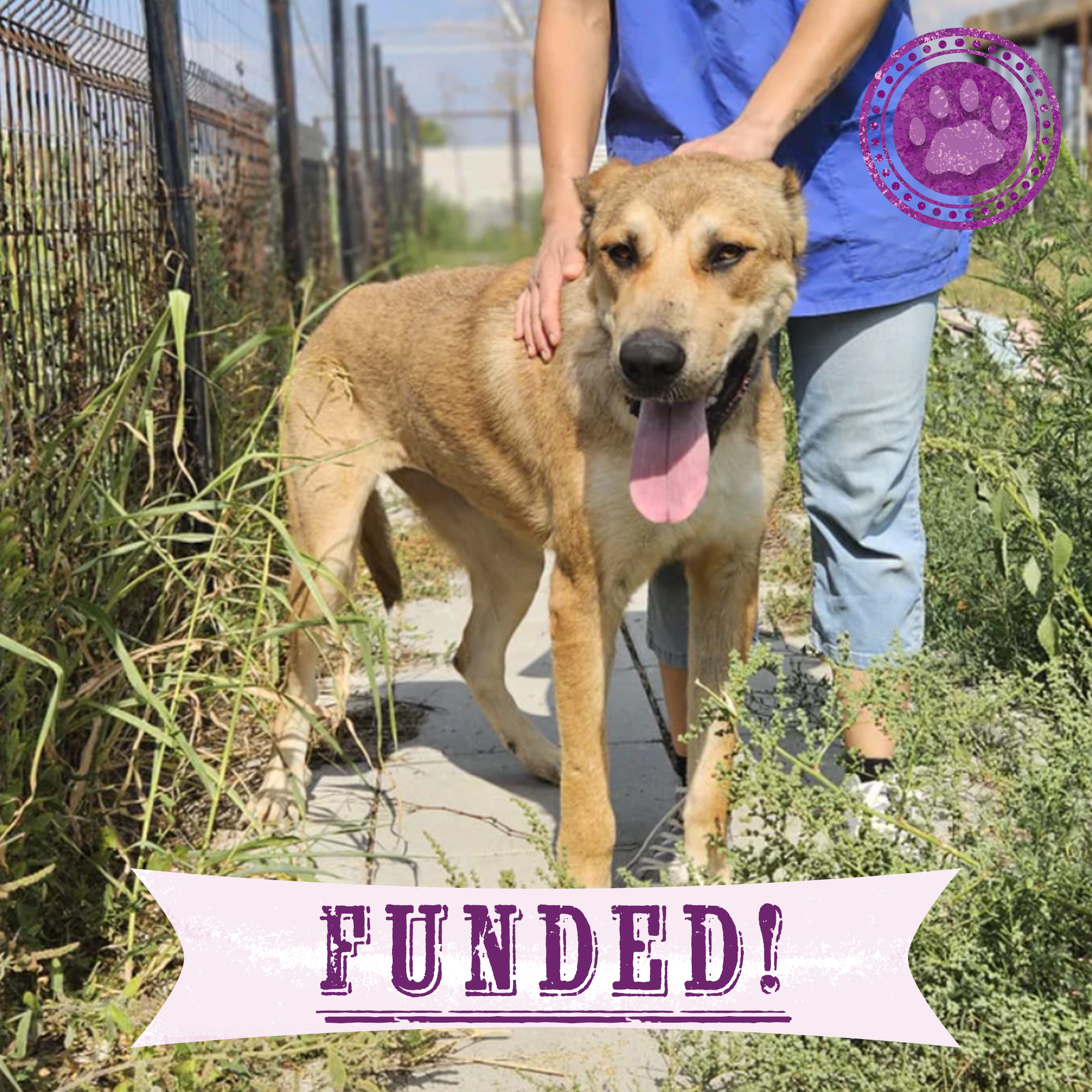 Funded: Hienna Needs Help Healing After Neglect、mySite、camillekostekn