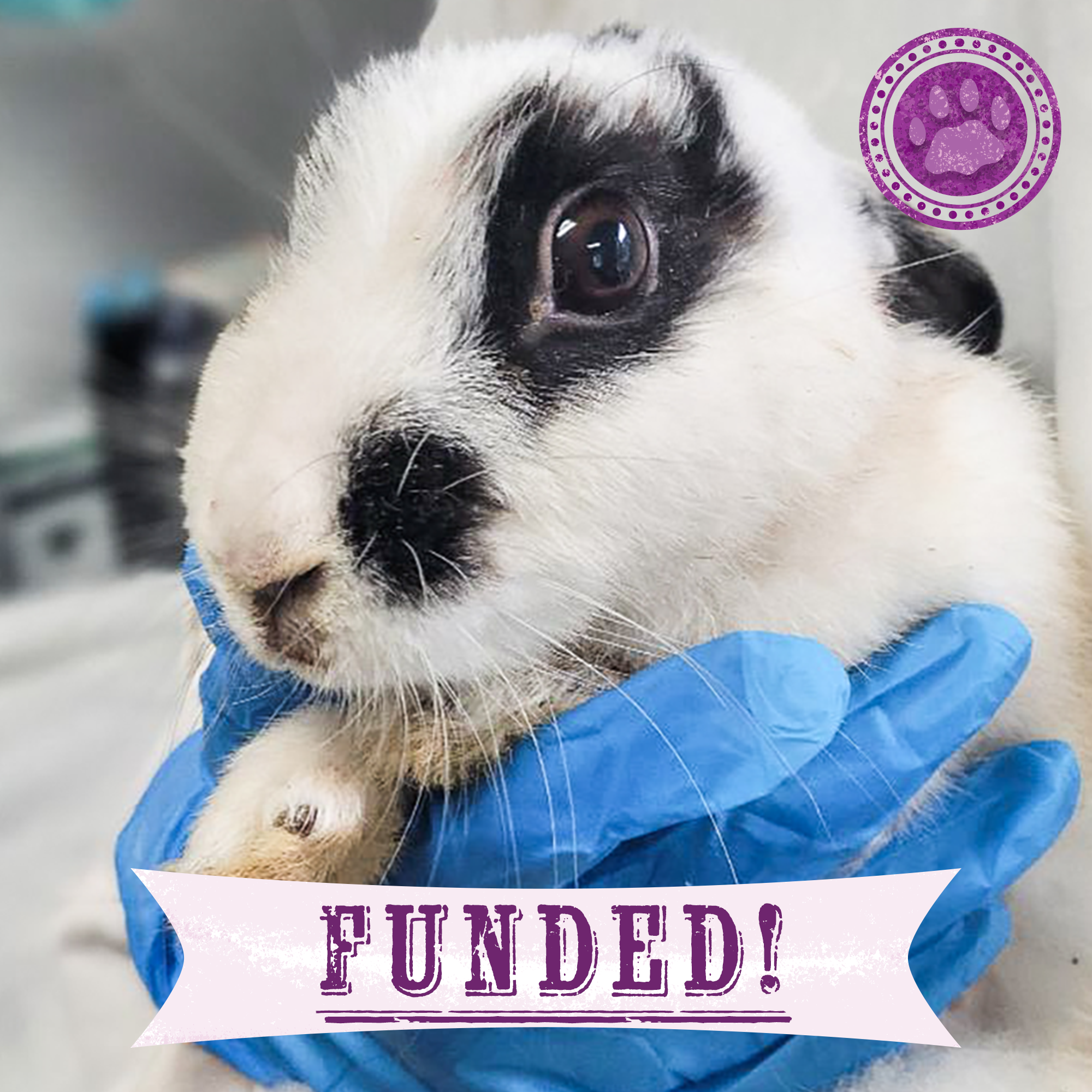 Funded: Help Tissaia the Rabbit Recover From Trauma、mySite、camillekostekn