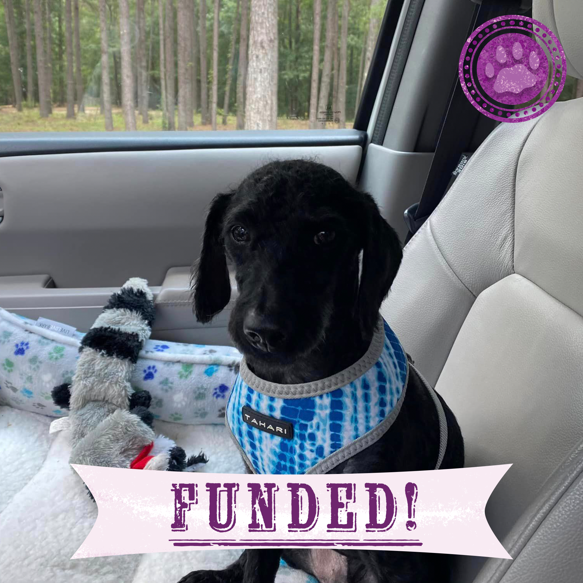 Funded: Help Fearless Flint Regain His Strength After Malnourishment、mySite、camillekostekn