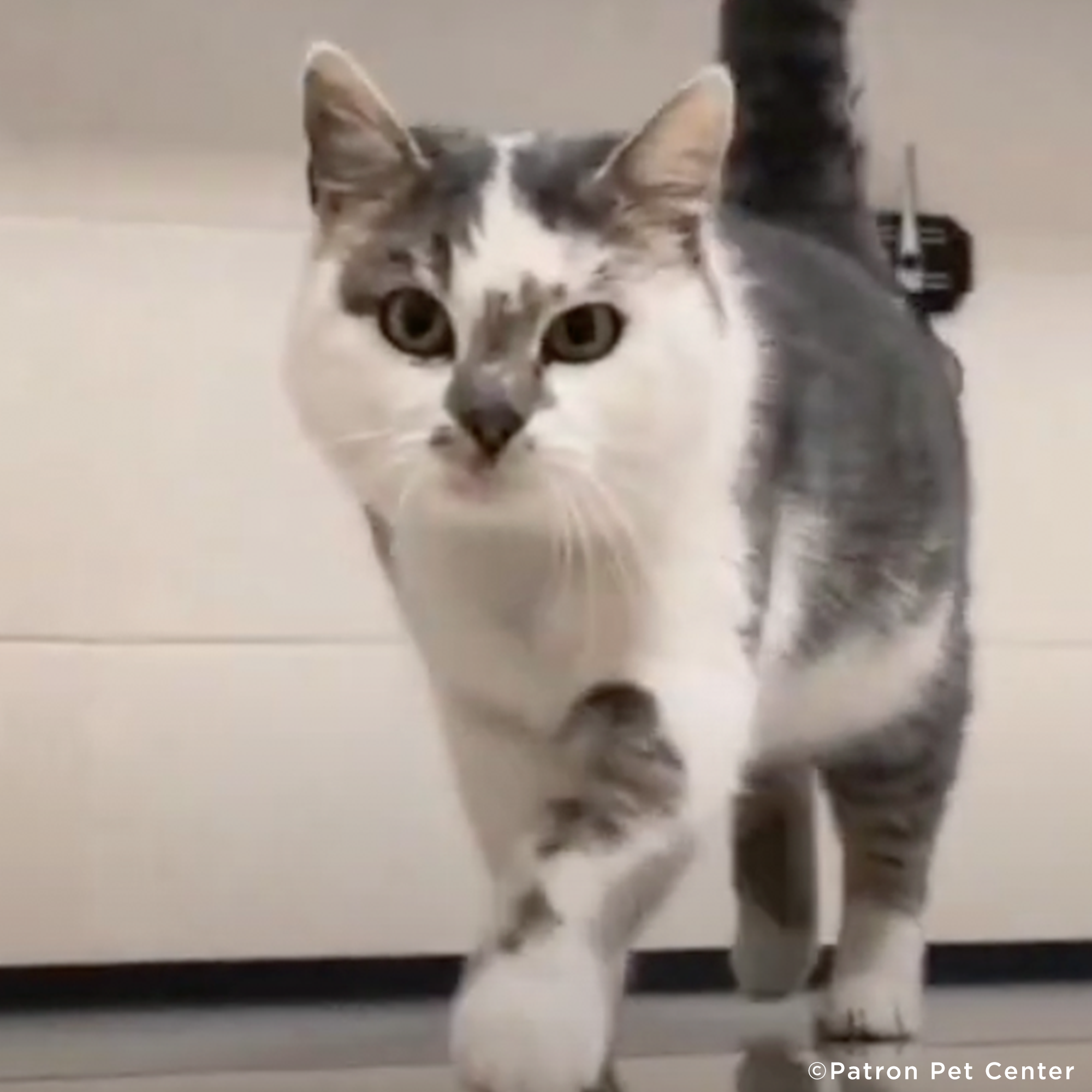 Funded: Starving Cat Rescued from Destroyed Village Needs Emergency Care、mySite、camillekostekn