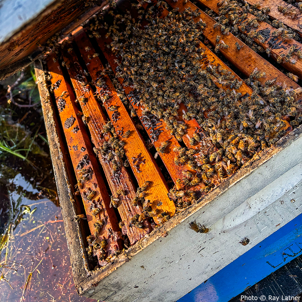 URGENT: Help Feed Bees Struggling to Survive After Hurricane Helene & Milton、mySite、camillekostekn