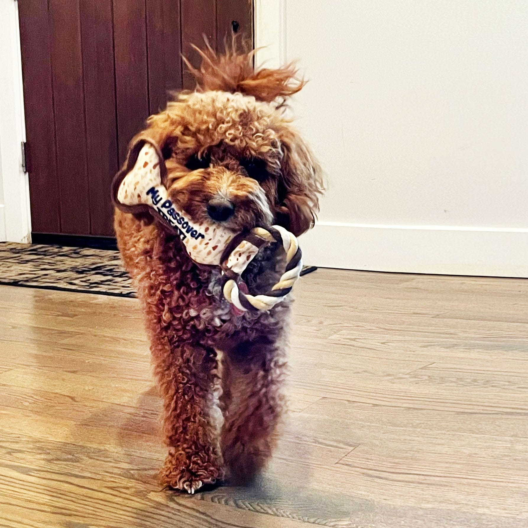 Chewdaica™ Passover Bone Squeaky Dog Toy、mySite、topwebapps