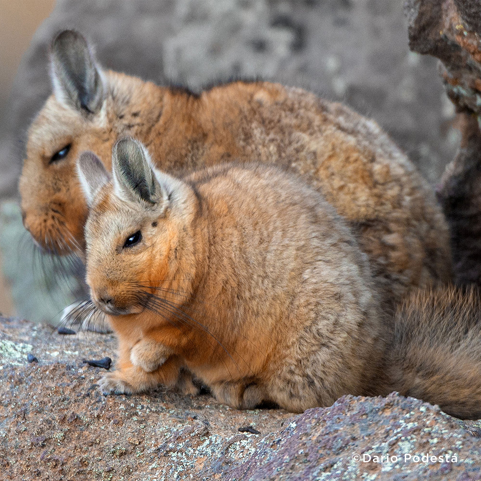 Help Protect Vital Habitat for Endangered Species、mySite、camillekostekn