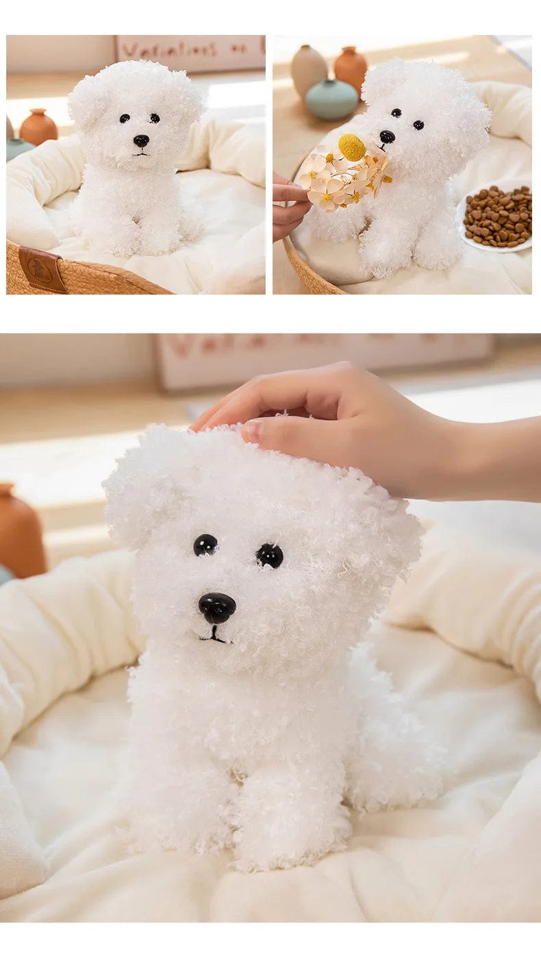 Poodle Mix Puppies Brown or White Curly Que Hair、mySite、g9winljtr