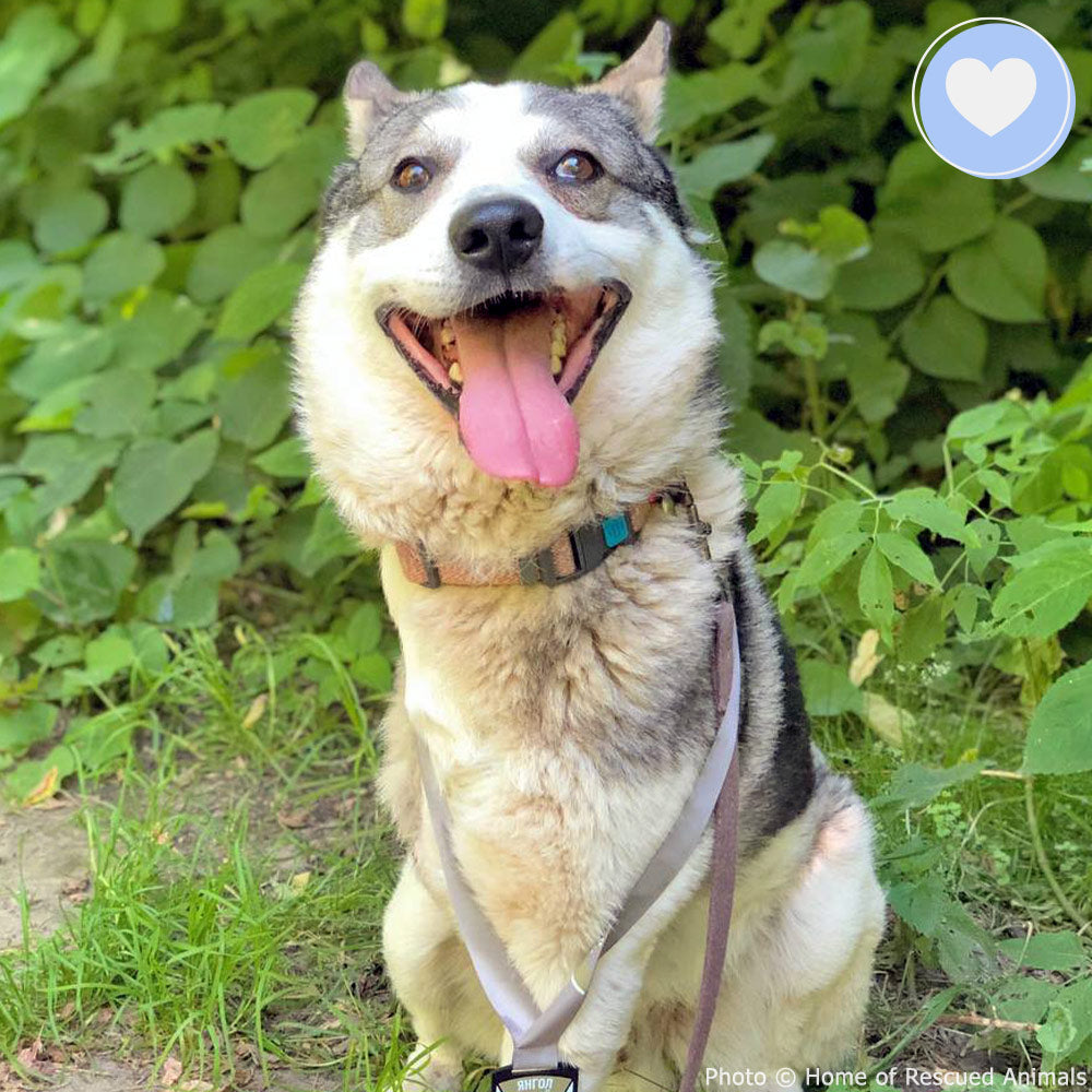 Funded: Zubik was Injured in a Missile Strike: You Can Help、mySite、camillekostekn