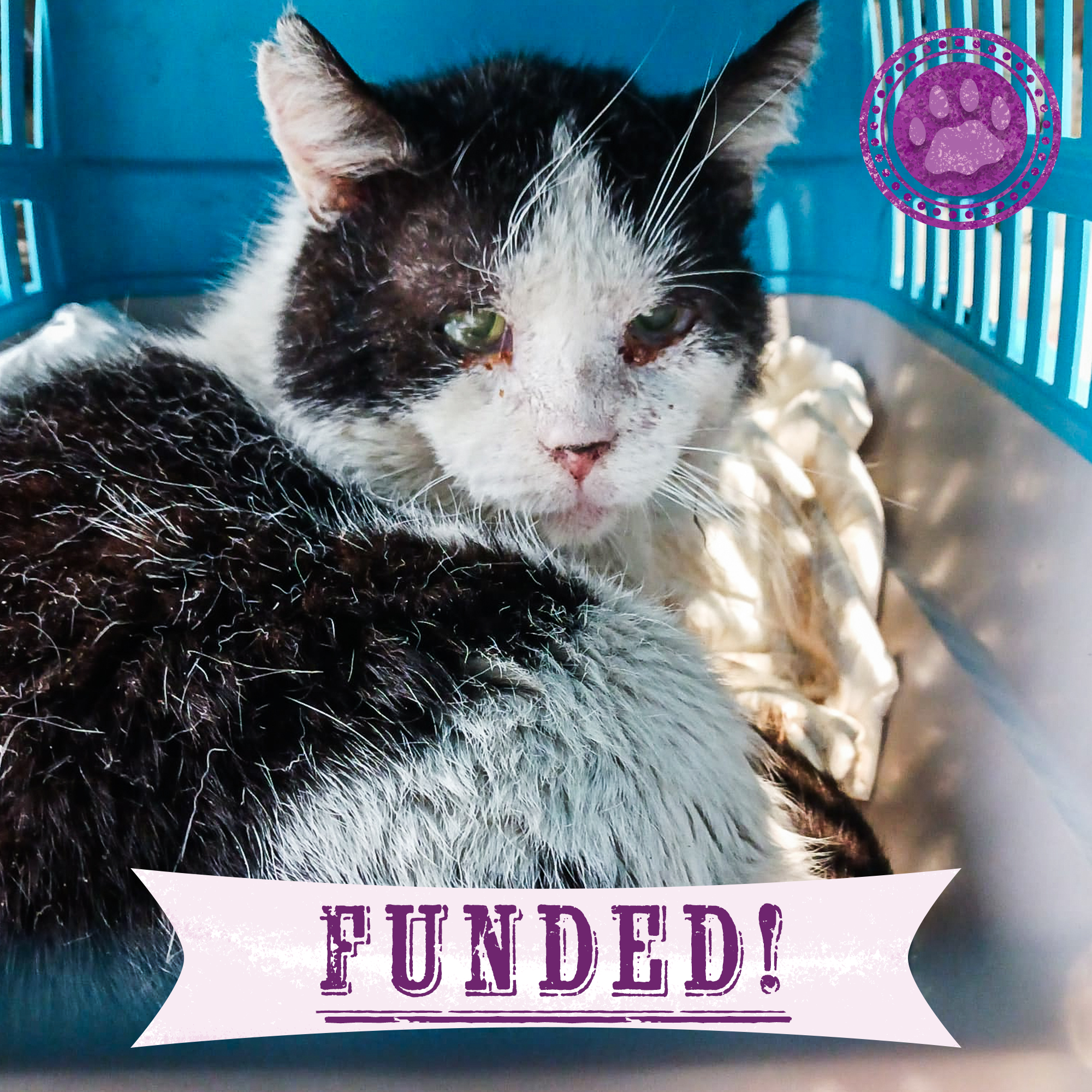 Funded: Save Bono's Leg After Brutal Cat Trap Injury、mySite、camillekostekn